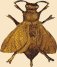 Abeille Napolonienne
